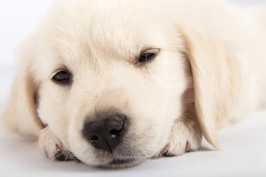 uyuklayan golden retriever yavru