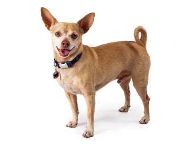 mutlu chihuahua köpek 