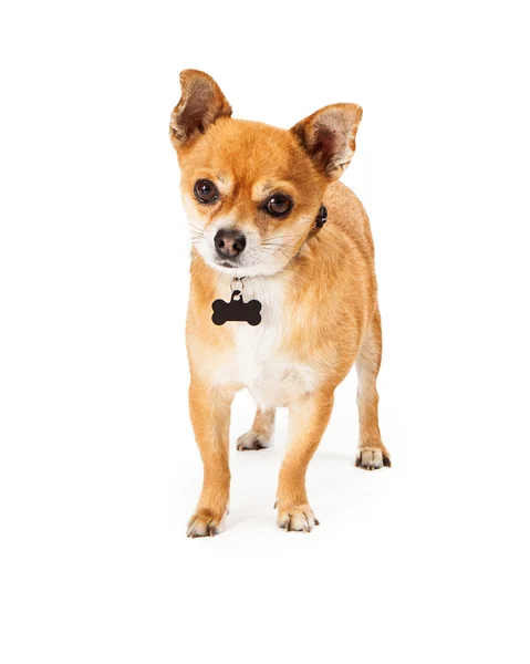 Chihuahua en blanco en forma de hueso Tag —  Fotos de Stock