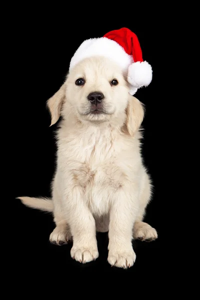 Christmas puppy zwarte achtergrond — Stockfoto