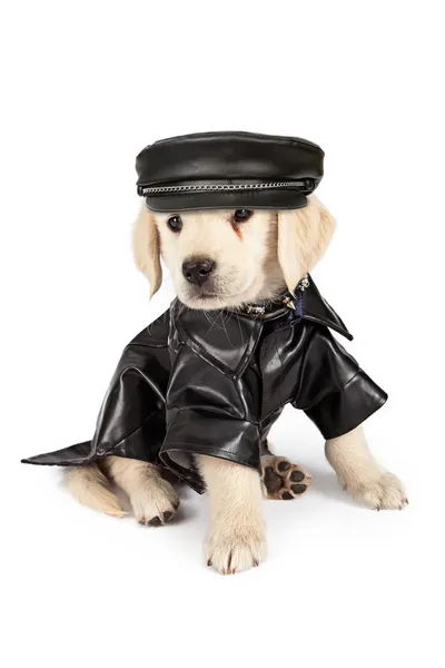 ゴールデン ・ リトリーバーの子犬の悪い犬 — ストック写真