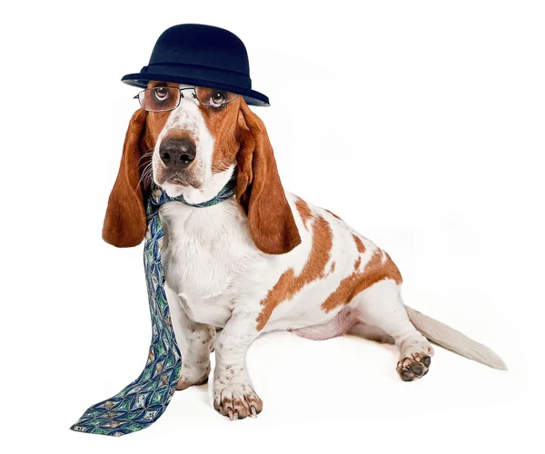 Basset hound işadamı — Stok fotoğraf