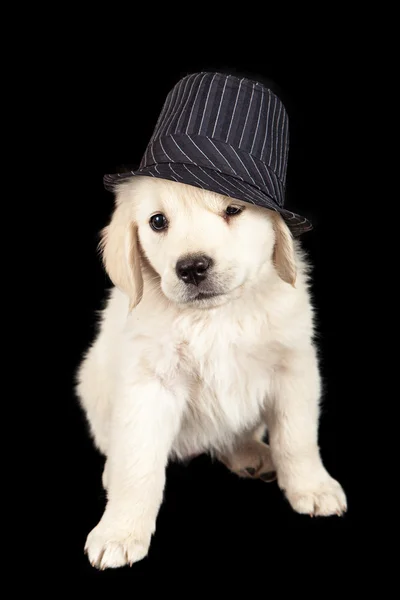 Chapéu de gangster de cachorro golden retriever — Fotografia de Stock