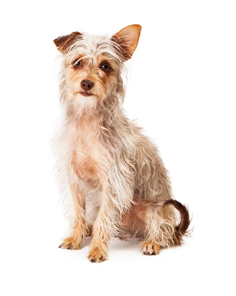 Scrufy Terrier Crossbreed Sitting — Stock Photo, Image