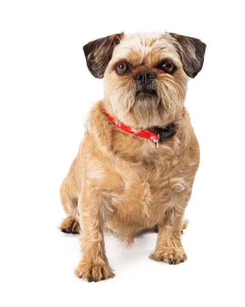 Brussels Griffon Looking at Camera — Stock Photo, Image