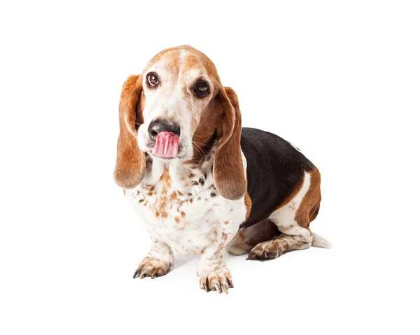 Hungriger Basset-Hund — Stockfoto