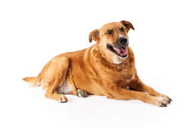 Big Dog Laughing clipart
