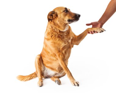 büyük sarı bir köpek el sallayarak