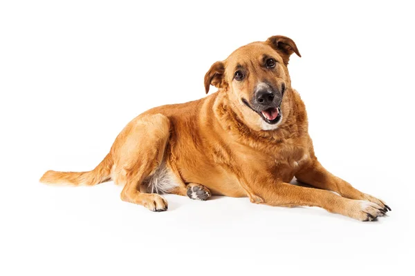 Boldog sárga kutya — Stock Fotó