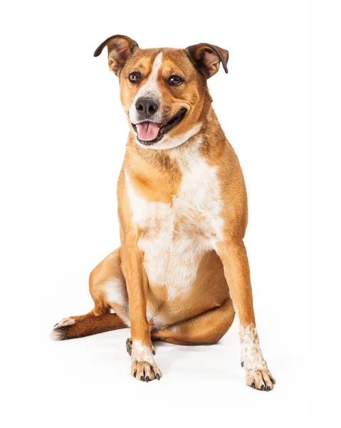 Uśmiechający się duży rasa psa — Zdjęcie stockowe