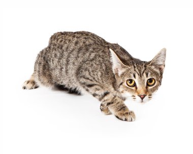 avcılık duruş tekir kedi