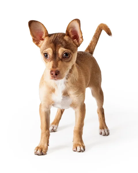 Chihuahua-Mischling stehend — Stockfoto