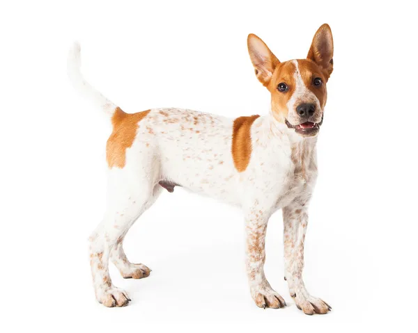 Профиль щенка Red Heeler — стоковое фото