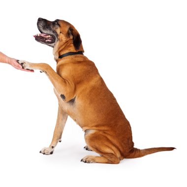 iyi eğitilmiş mastiff köpek