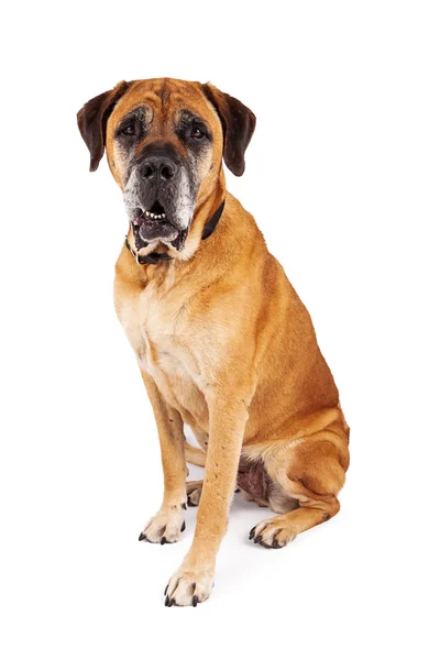 Mastiff köpek oturuyor — Stok fotoğraf