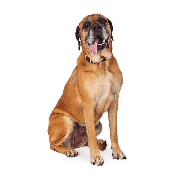 Mastiff hund med tungan hängande ut — Stockfoto