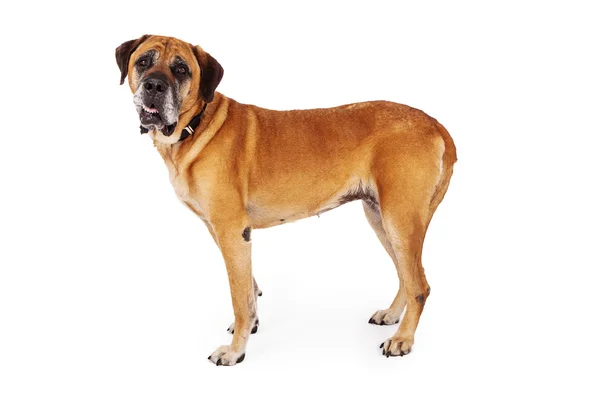 Mastiff köpek profili — Stok fotoğraf