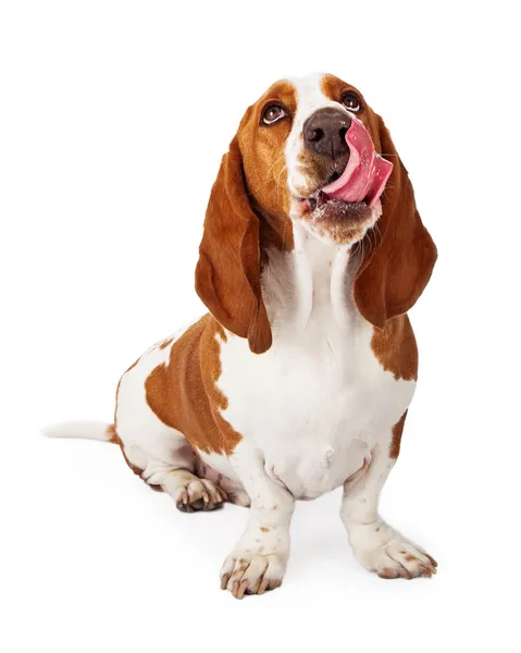 Basset Hound buscando lamer labios Imagen de archivo