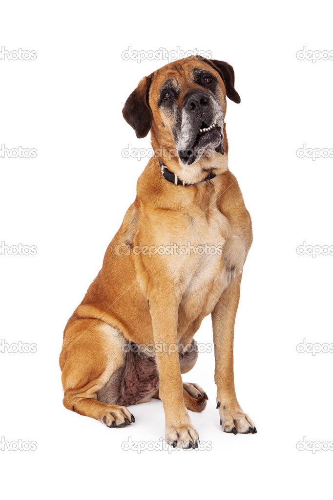 Mastiff Dog Attentive