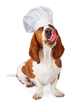 Basset hound chef şapka yalama Dudak giyiyor