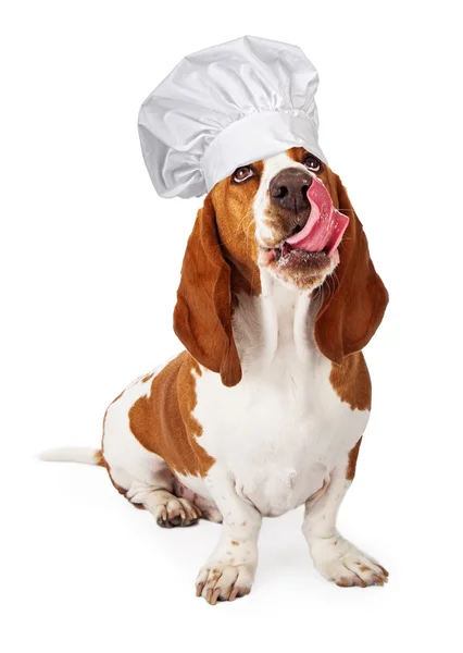 Basset Hound Usando Chef Sombrero Lamiendo Labios — Foto de Stock