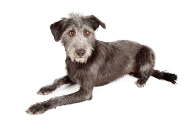 döşeme schnauzer terrier köpek köpek
