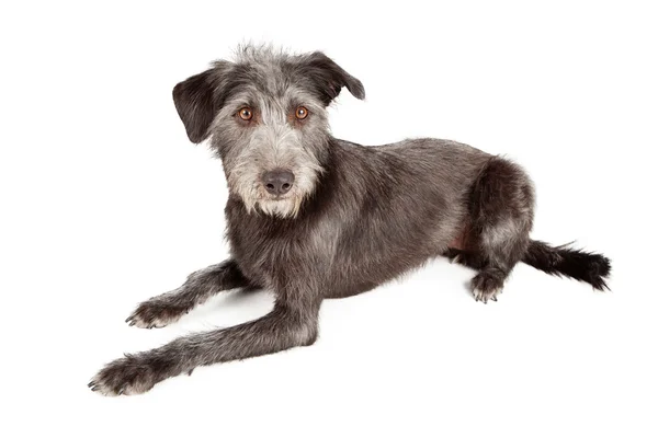 Schnauzer Terrier Mutt Dog Laying — Stock Photo, Image