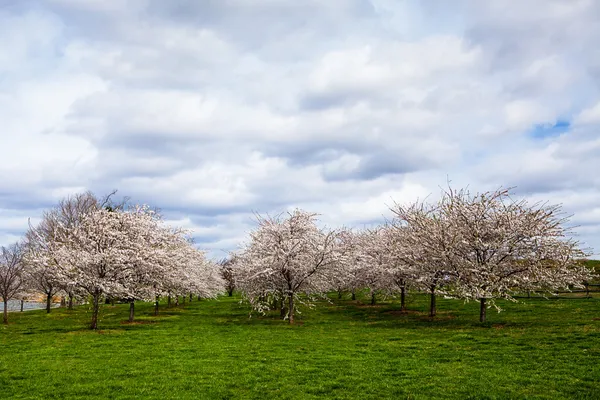 White Cherry Blossom Field in Maryland — Stock Photo, Image
