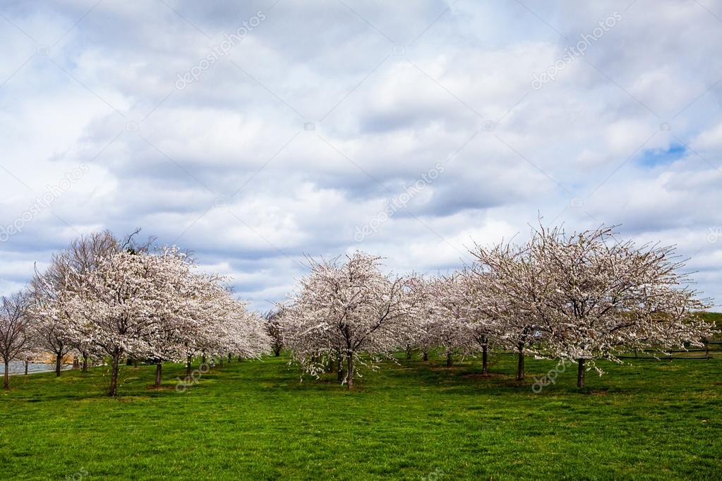 White Cherry Blossom Field in Maryland