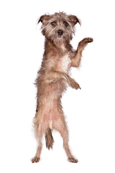 Terrier Dog Standing Paws Out — Stock Photo, Image