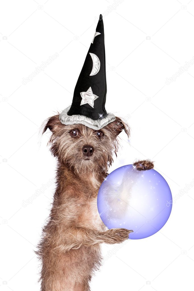Terrier Dog Fortune Teller Stock Photo by ©adogslifephoto 46056241
