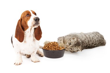 kedi köpek yiyecek çalmak