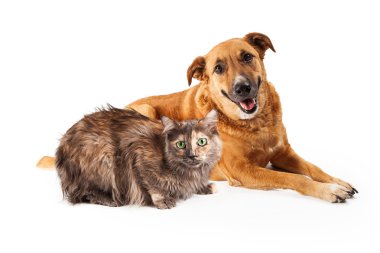 Sarı bir köpek mutlu ve Fars kedisi