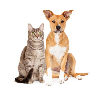 Sarı bir köpek ve tekir kedi