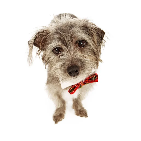 Terrier giyen papyon — Stok fotoğraf