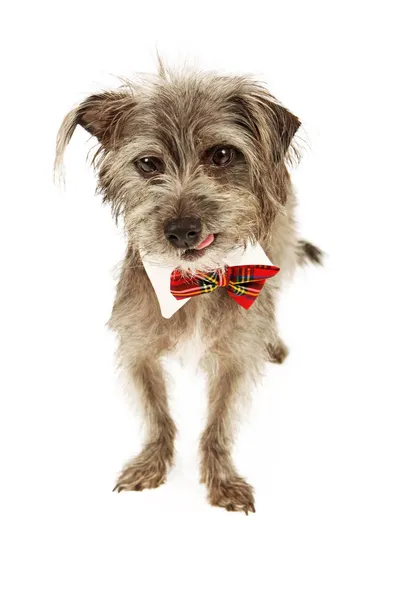 Terrier köpek giyen kravat — Stok fotoğraf