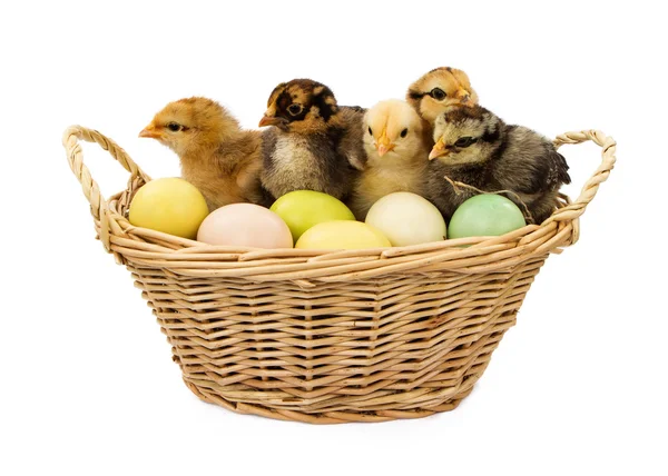 Cesta de pollitos y huevos de Pascua — Foto de Stock
