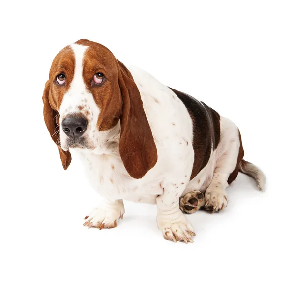 Schuldig aussehender Basset-Hund — Stockfoto