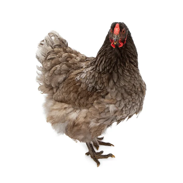 Mavi wyandotte hen — Stok fotoğraf