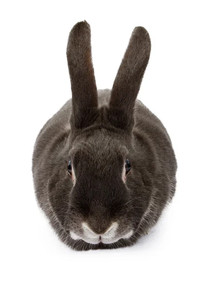 Black Rabbit — Stock Photo, Image