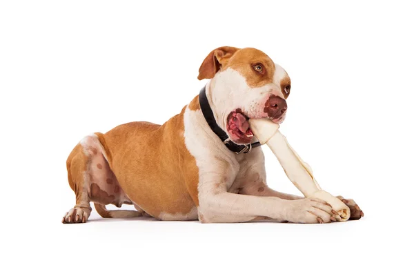 Pitbull-Legen mit Rinderknochen — Stockfoto