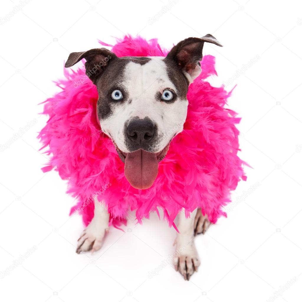 Pit Bull Wearing Feather Boa