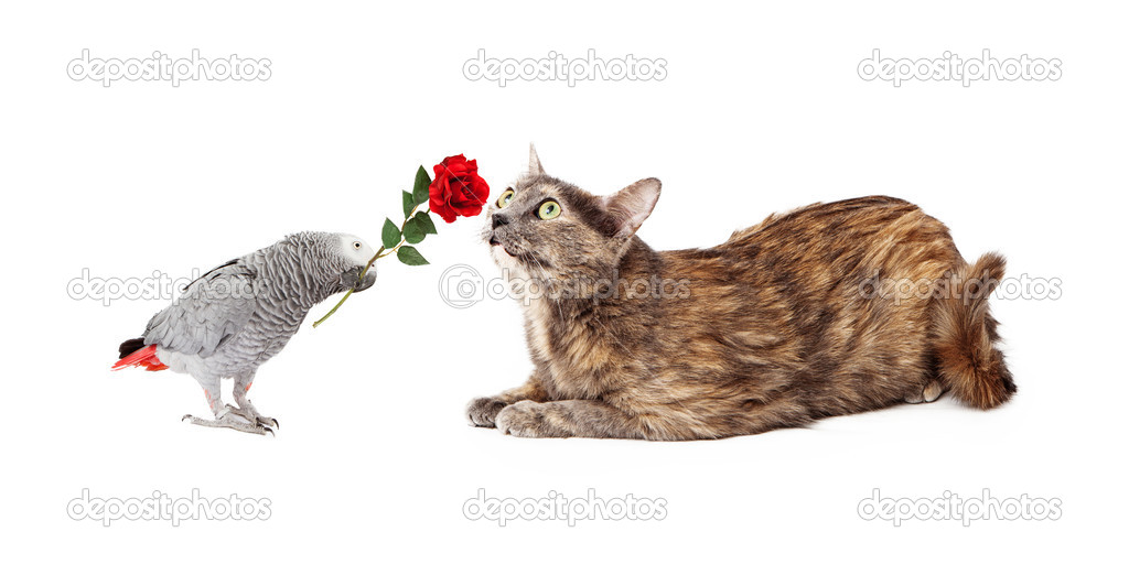 Parrot giving red rose to cat