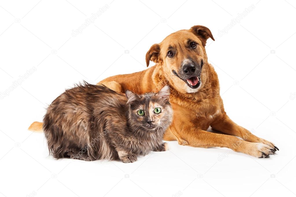 Happy Yellow Dog and Persian Cat