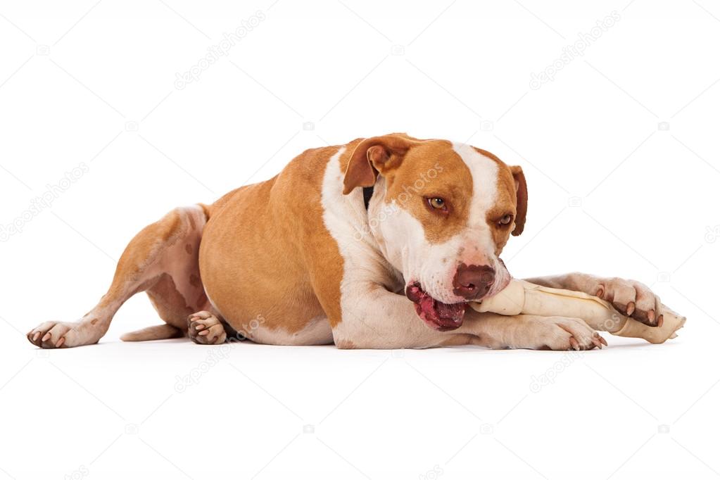 Pit Bull Dog Chewing on Bone