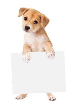 Sarı puppy boş işareti taşıyan