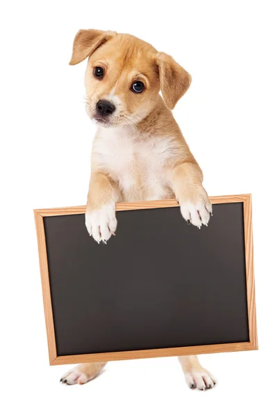 Yellow Puppy Carrying Blank Sign — Stock Photo, Image
