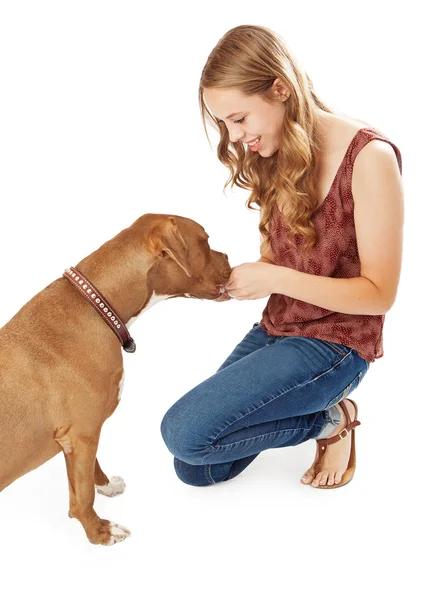 Young Woman Giving Pit Pull A Treat — Stock Photo, Image