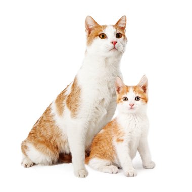 Anne kedi ve yavru kedi