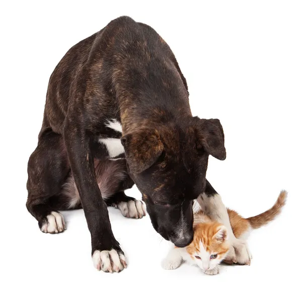 Stor hund leker med kattunge — Stockfoto